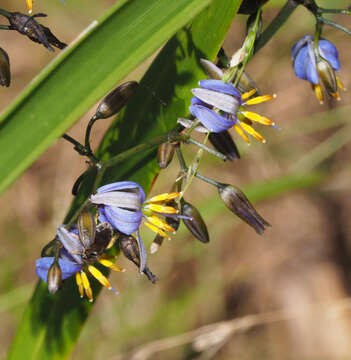 Image de Dianella tasmanica Hook. fil.