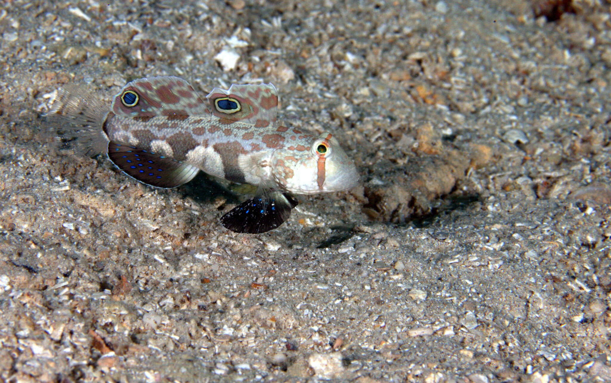 Plancia ëd Signigobius