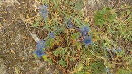 Eryngium dilatatum Lam. resmi