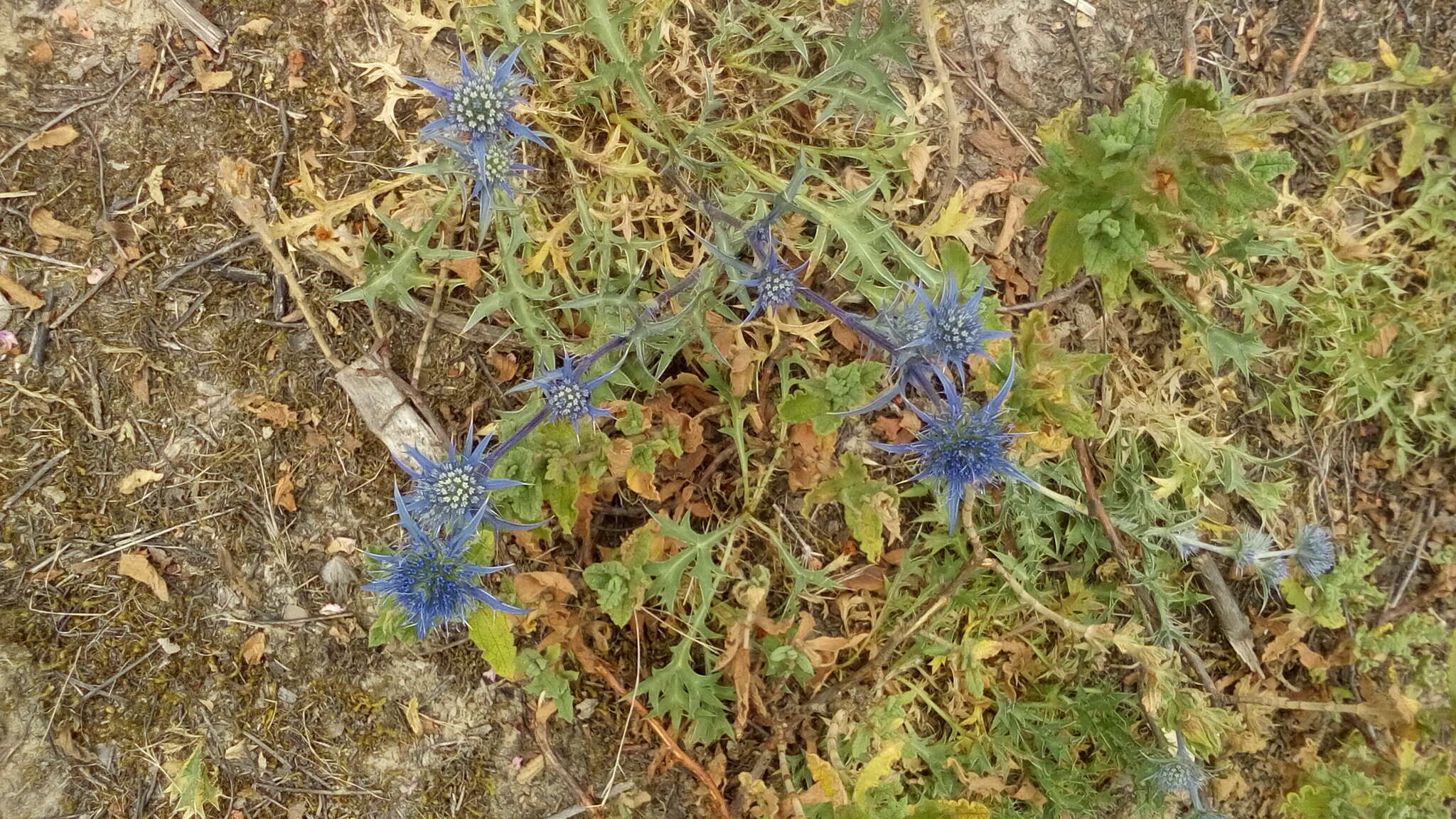 Eryngium dilatatum Lam. resmi