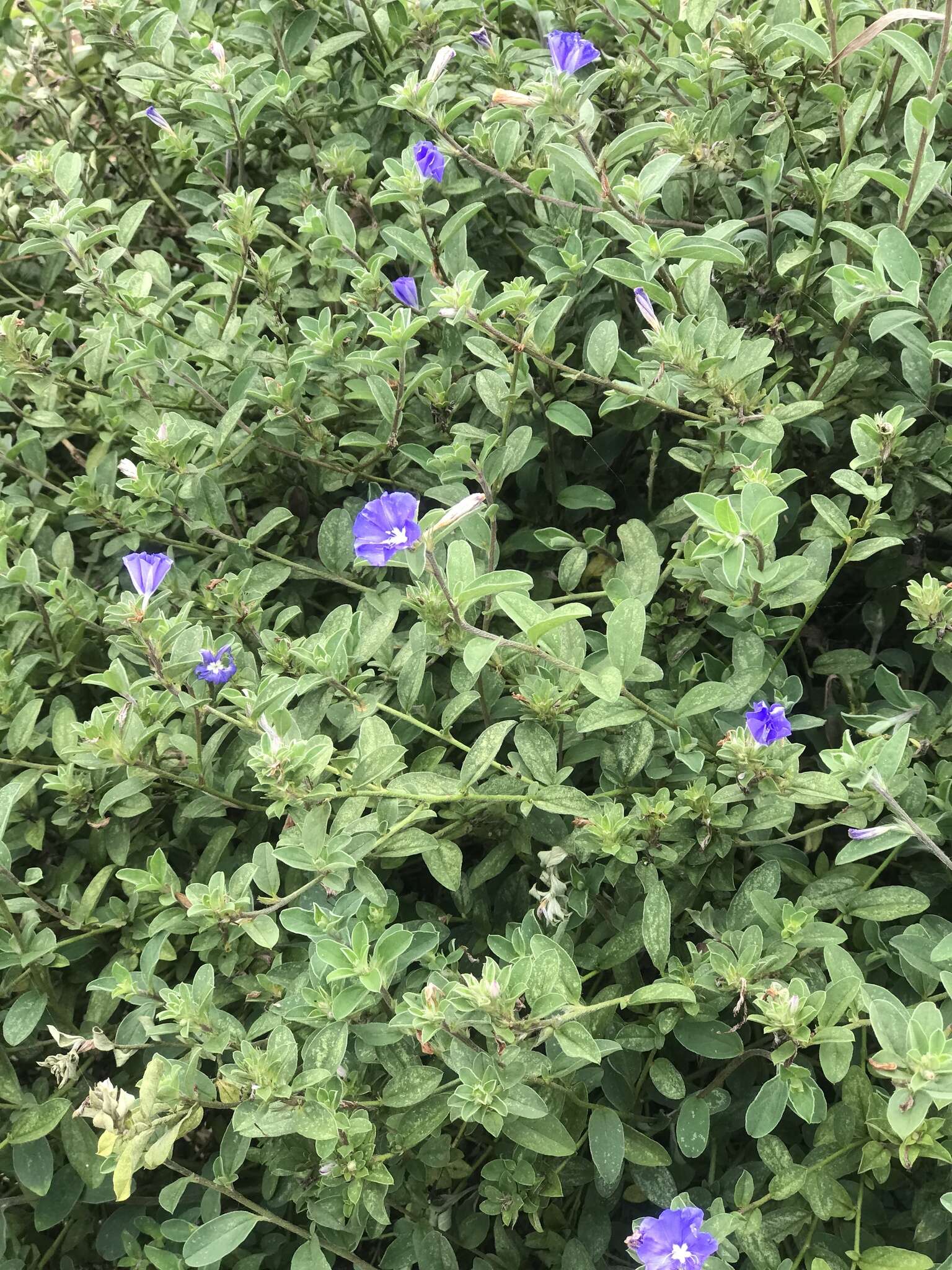 Image of Brazilian dwarf morning-glory