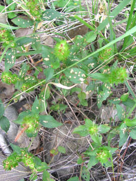 Image de Acalypha phleoides Cav.