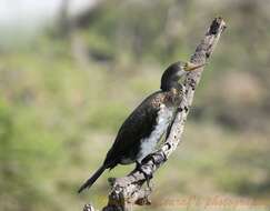 Image of Indian Cormorant