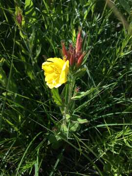 Oenothera pilosella Raf.的圖片