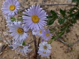 Image de Olearia rudis (Benth.) F. Müll.