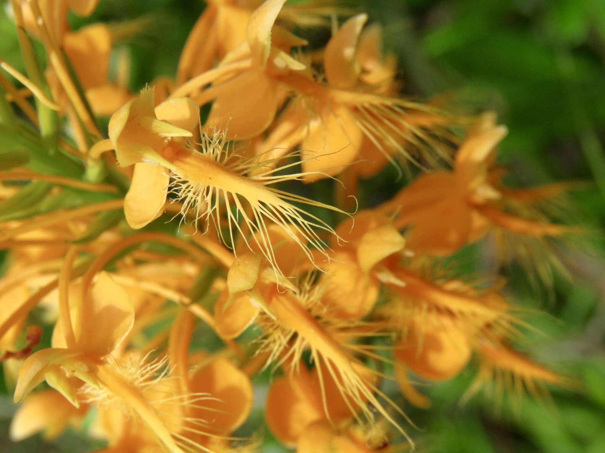 Image of Yellow fringed orchid