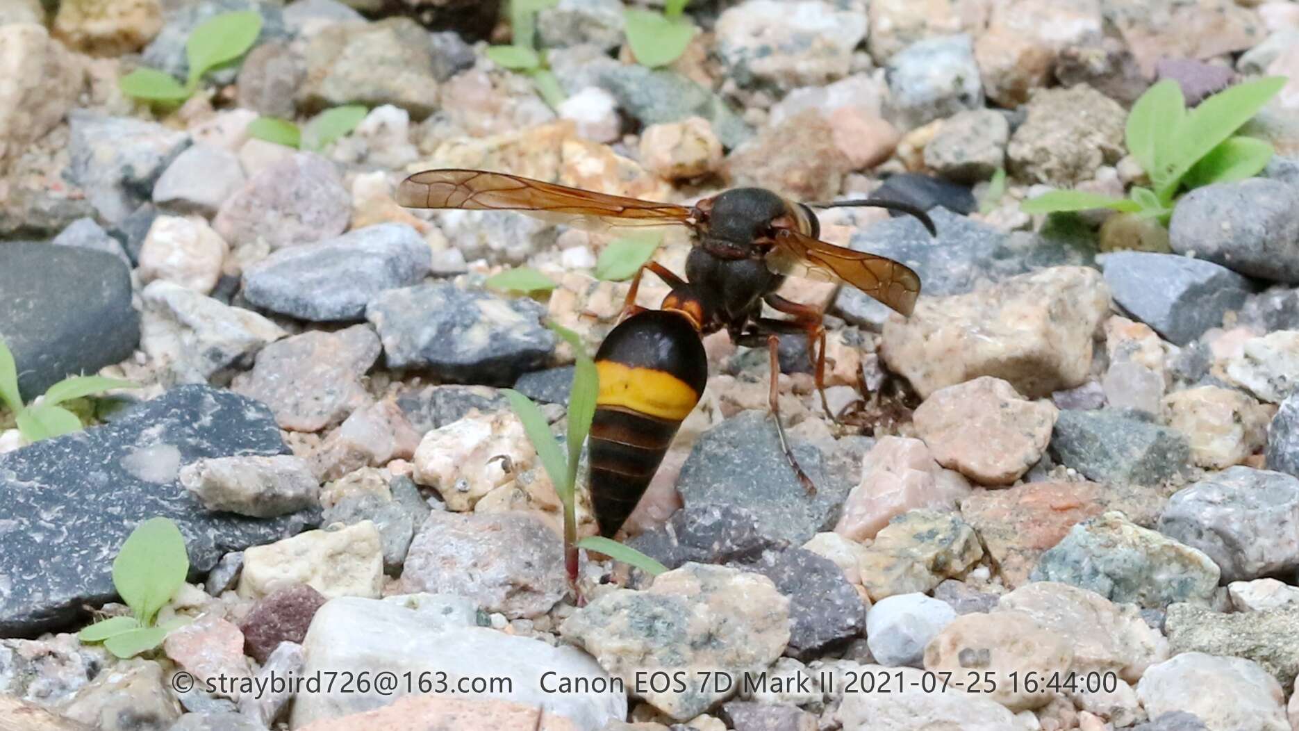 Слика од Oreumenes decoratus (Smith 1852)