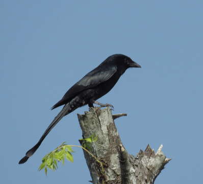 Image of Black Drongo