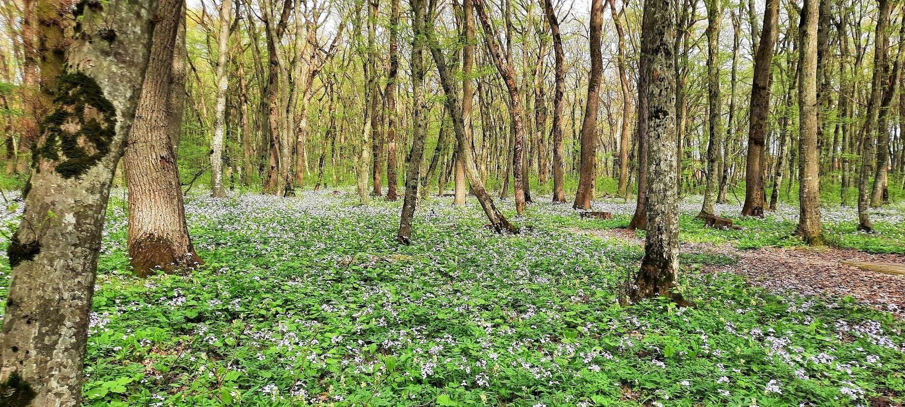 Imagem de Pachyphragma macrophyllum (Hoffm.) N. Busch