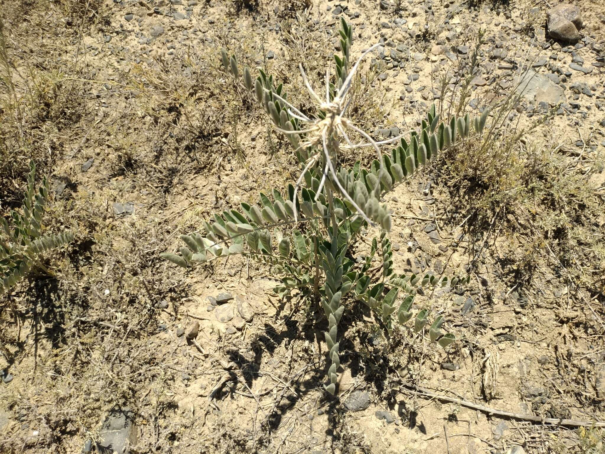 Sophora alopecuroides L. resmi