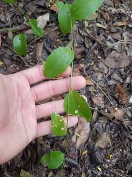 Image of Smilax havanensis Jacq.