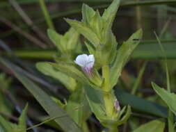 Image de Gratiola pubescens R. Br.