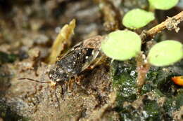 Image de Micracanthia humilis (Say 1832)