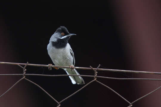 Image of Rüppell's Warbler