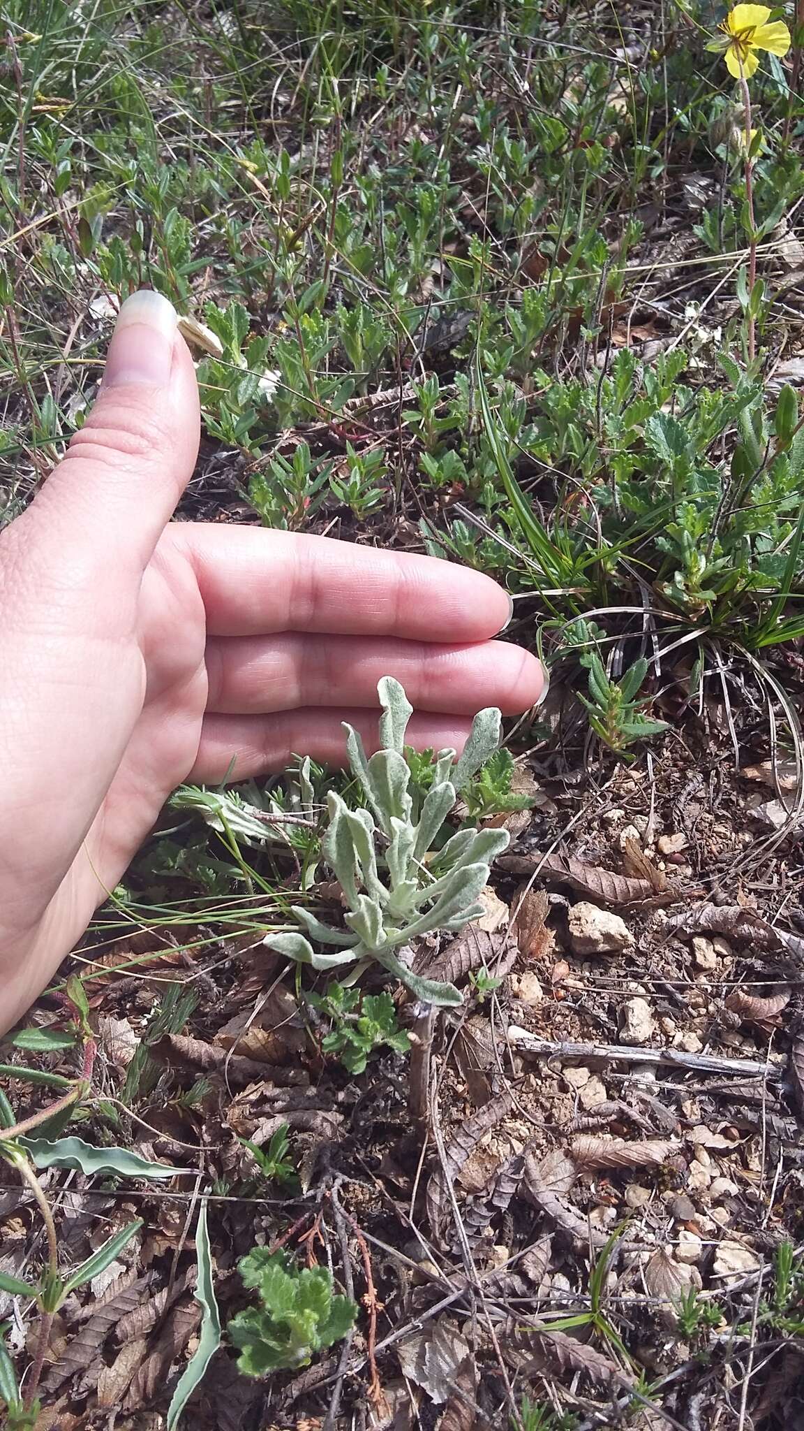 Plancia ëd Galatella villosa (L.) Rchb. fil.