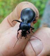 Image of Carabus (Tanaocarabus) finitimus Haldeman 1852