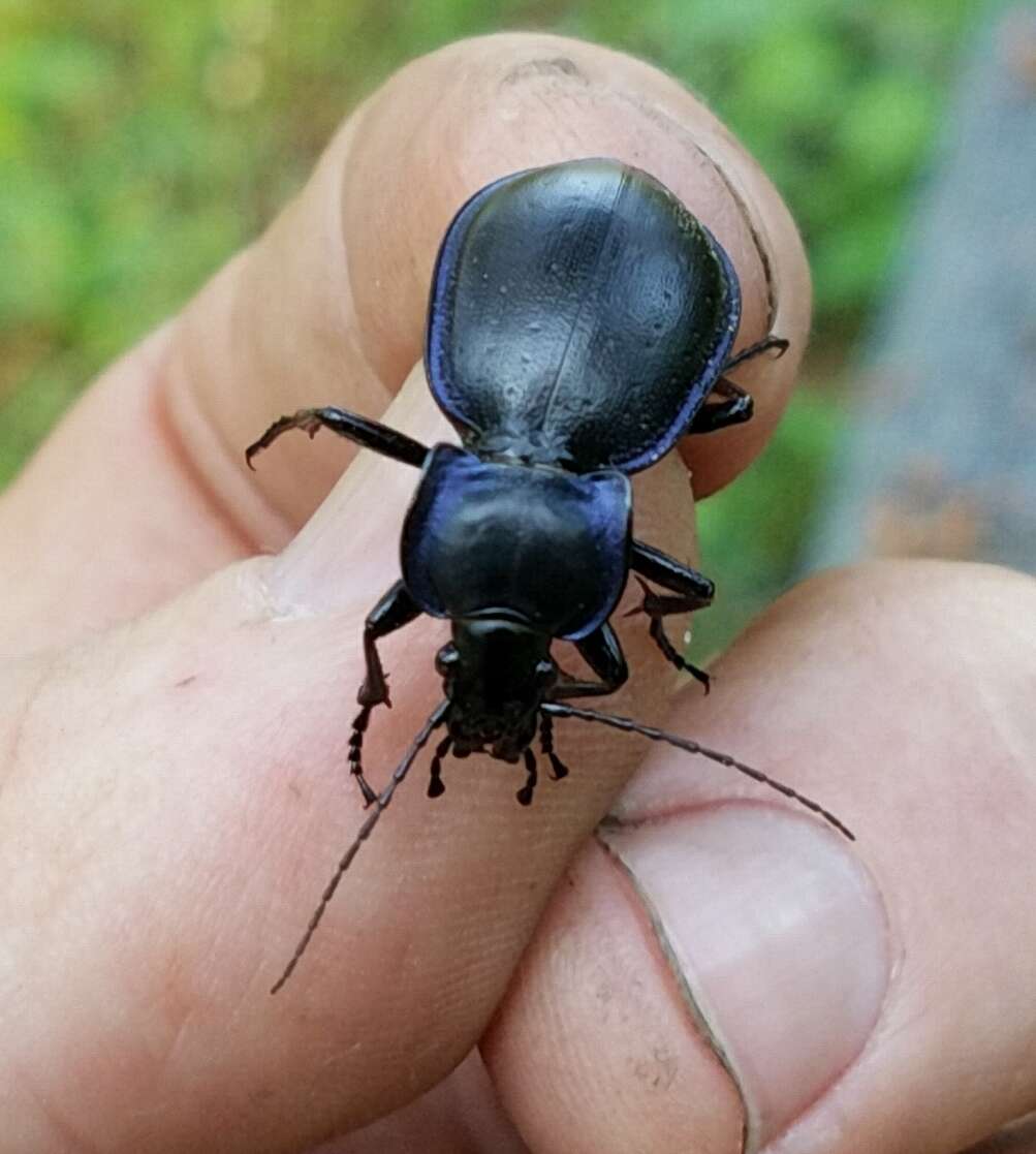 Image of Carabus (Tanaocarabus) finitimus Haldeman 1852