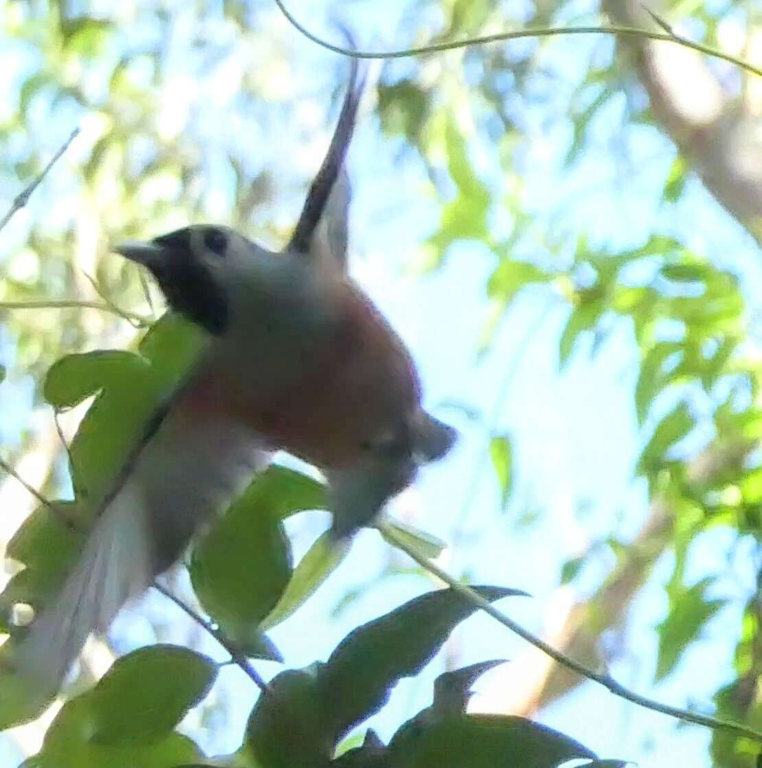 Image of Black-faced Monarch