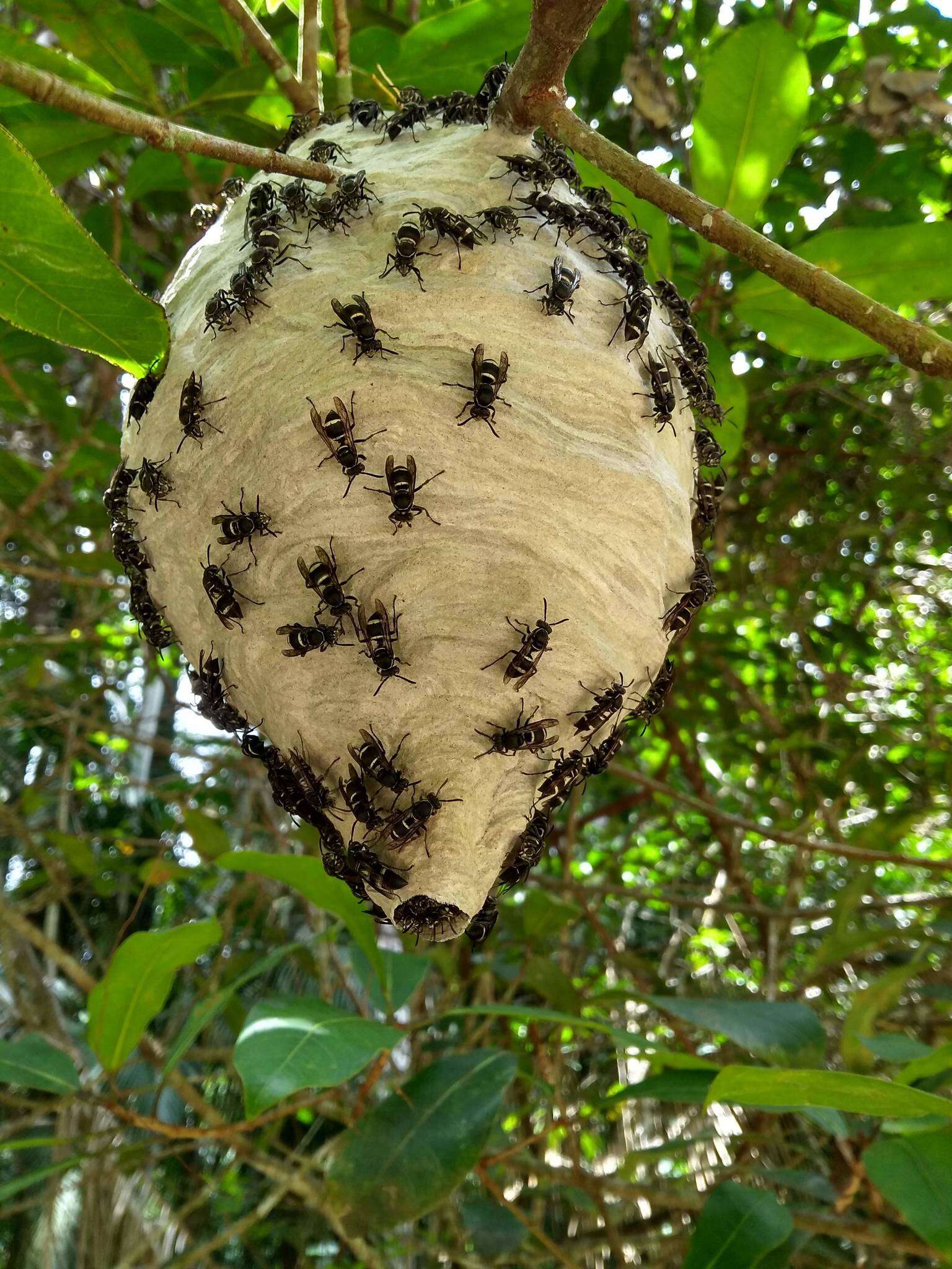 Image of Parachartergus compressus (de Saussure 1854)