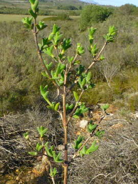 Delosperma asperulum (Salm-Dyck) L. Bol. resmi