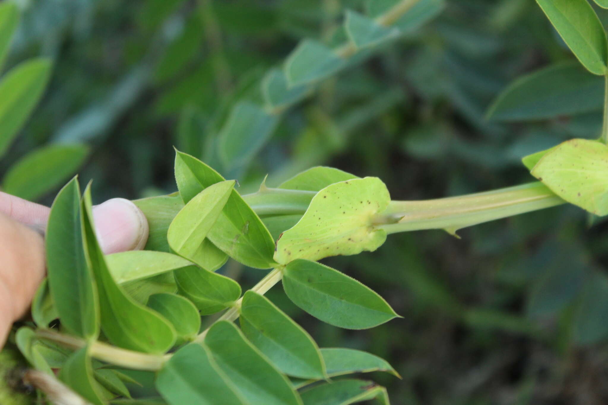 صورة Senna aculeata (Benth.) H. S. Irwin & Barneby