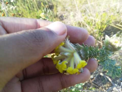 Image of Gnidia anthylloides (L. fil.) Gilg