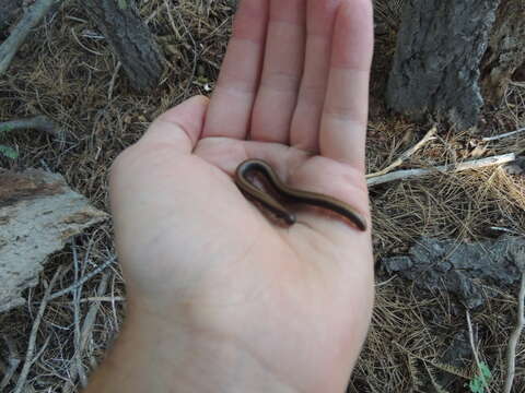 Image of Yosemite Millipede