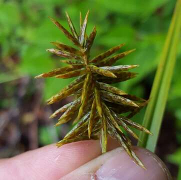 Image of Cyperus luteus Boeckeler