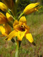 Image of Chloraea gavilu Lindl.