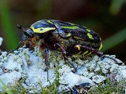 Image of Chlorobapta frontalis (Donovan 1805)