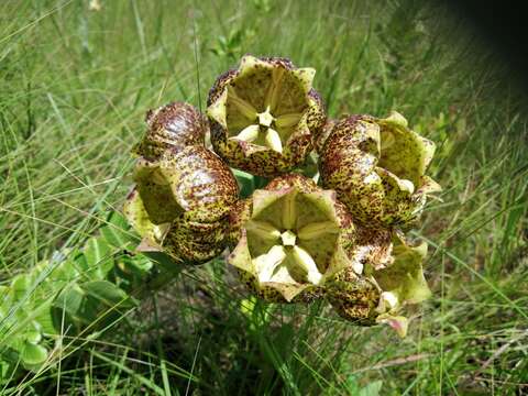 Sivun Pachycarpus grandiflorus (L. fil.) E. Mey. kuva