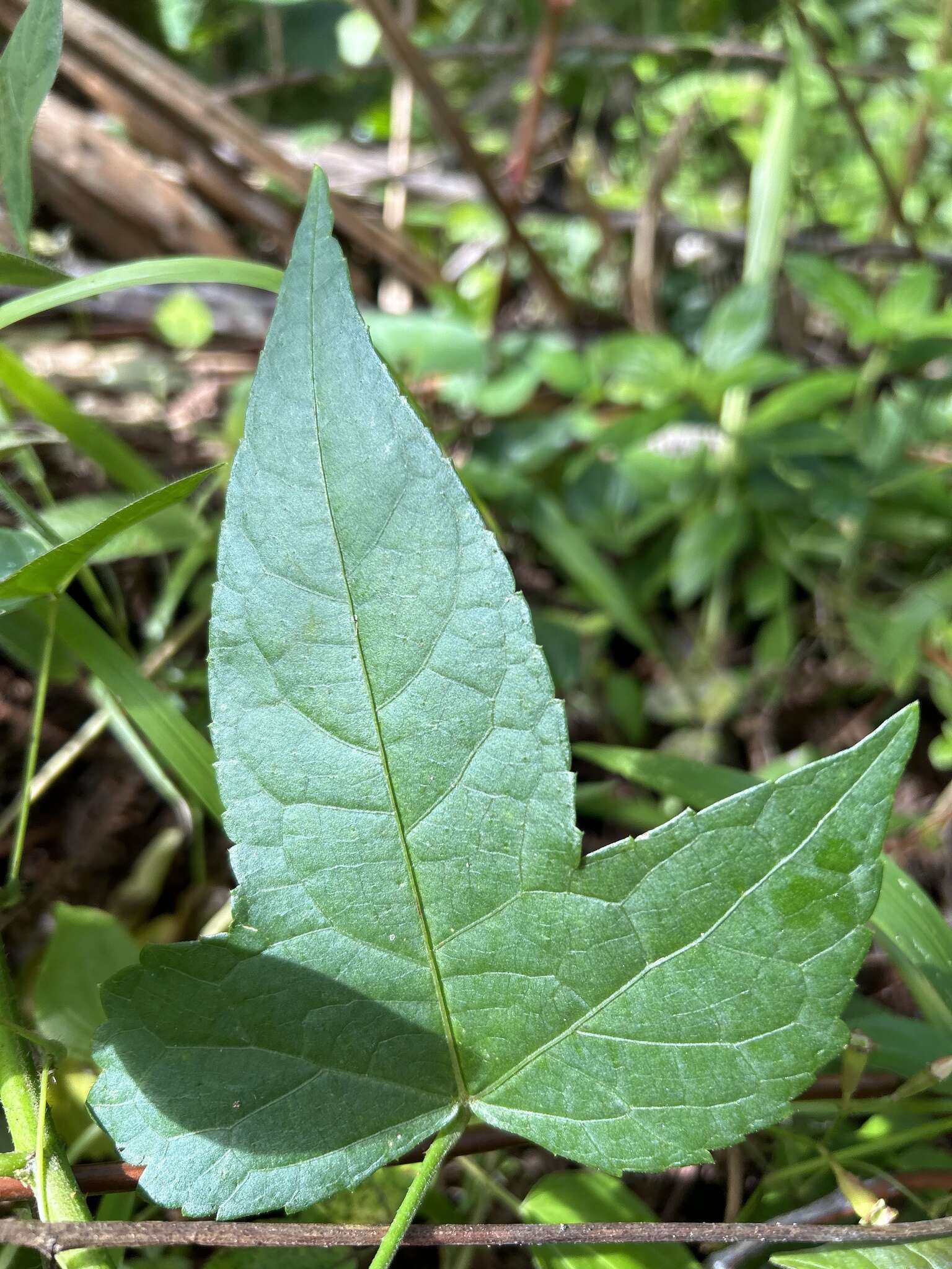 Hibiscus bifurcatus Cav.的圖片