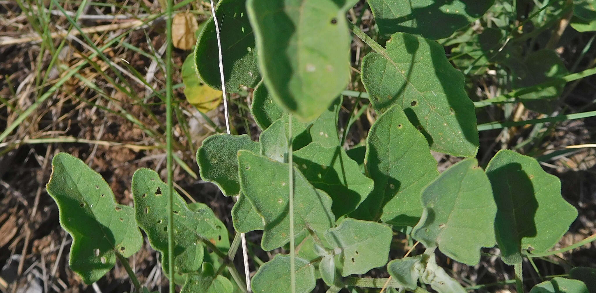 Physalis mollis Nutt.的圖片