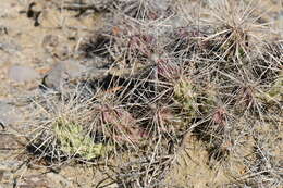 Image of Grusonia densispina (Ralston & Hilsenb.) Rebman