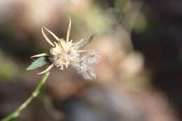 Image of Poeppig's rosemallow