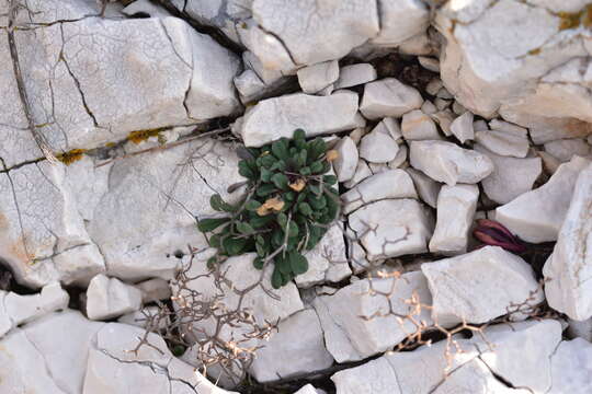 Imagem de Limonium cancellatum (Bertol.) O. Kuntze