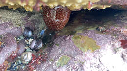 Image of Strawberry anemone