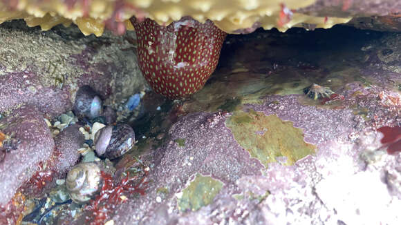 Image of Strawberry anemone