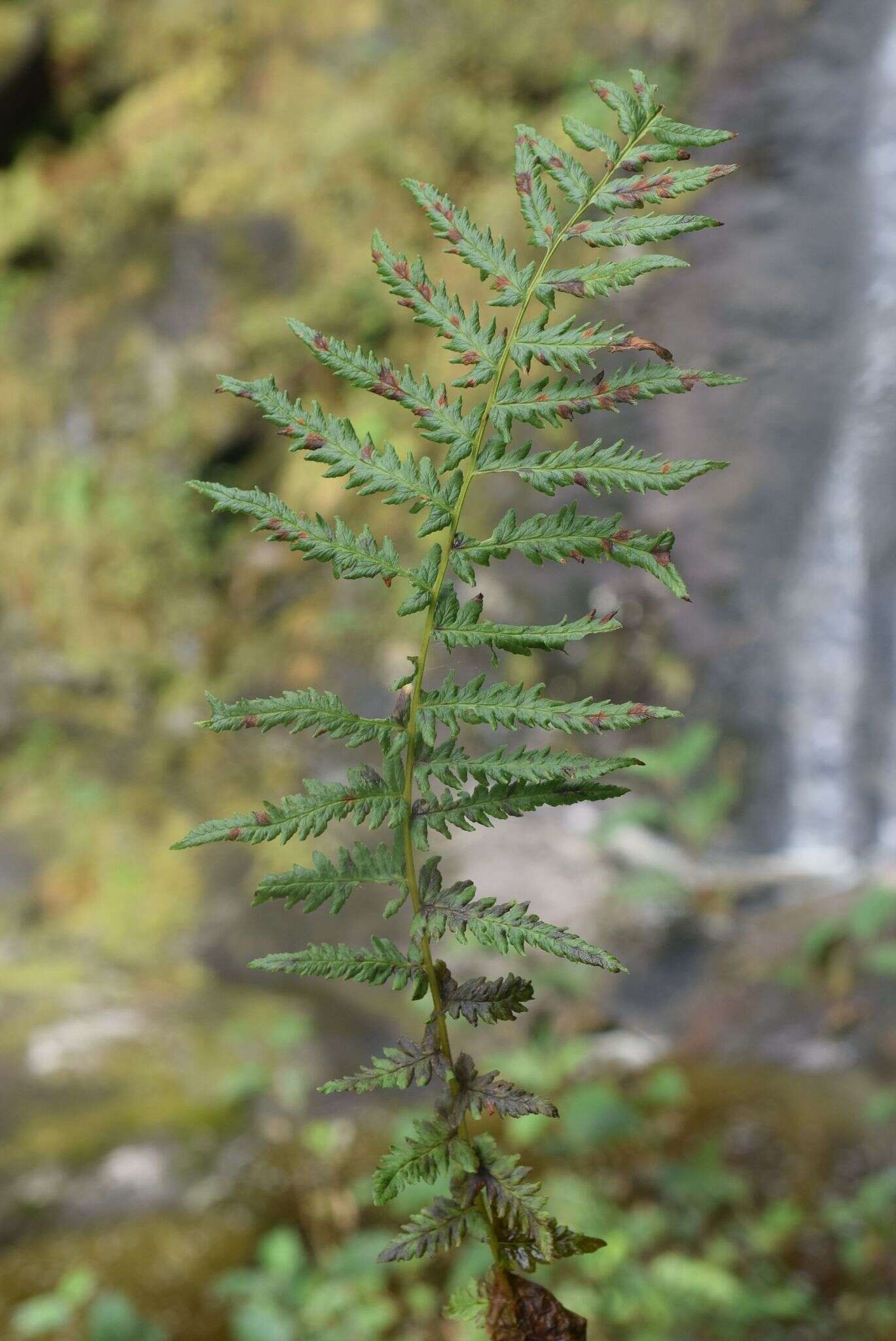 Image of Oreopteris quelpartensis (Christ) Holub