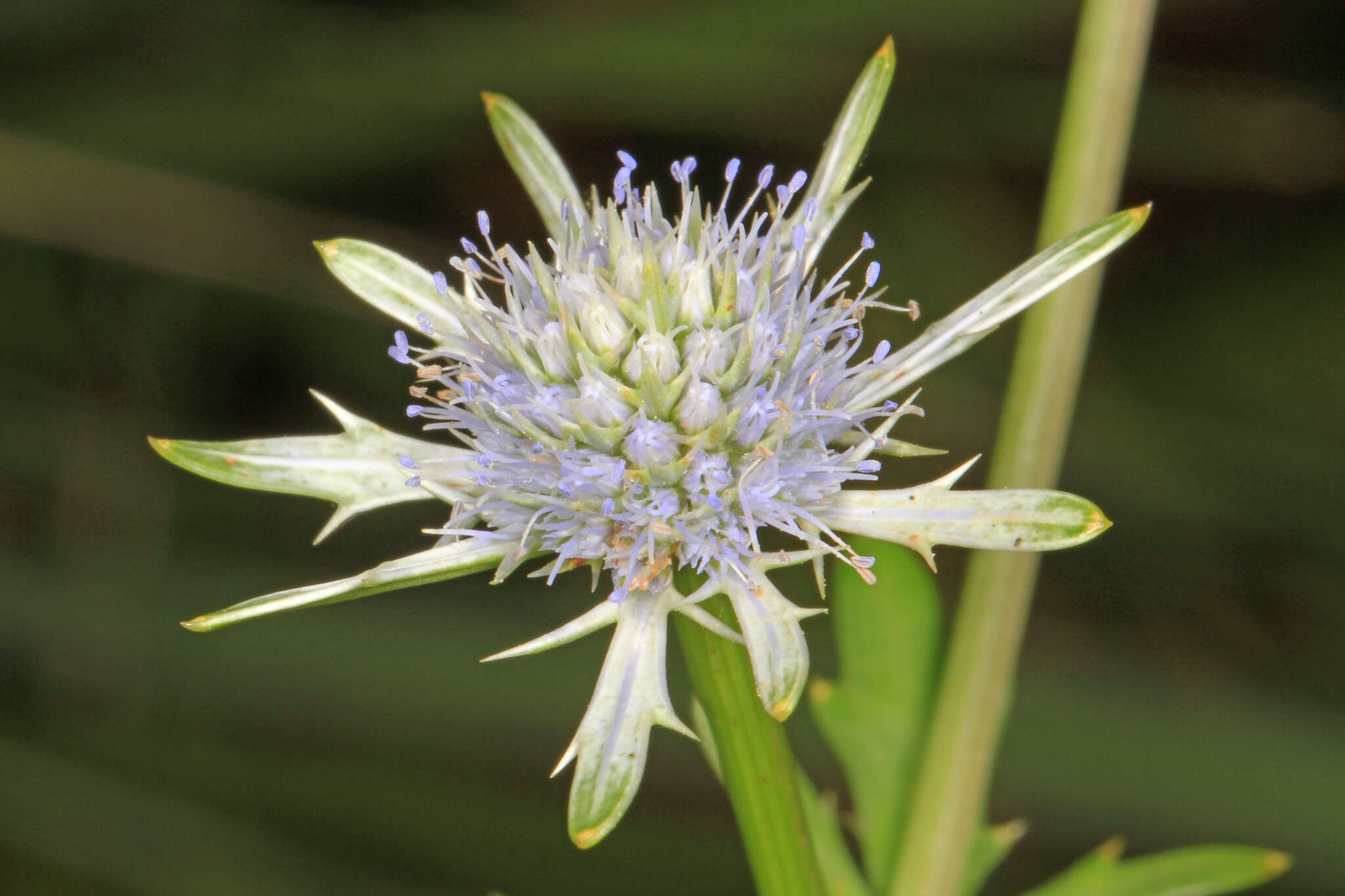 Image de Eryngium integrifolium Walt.