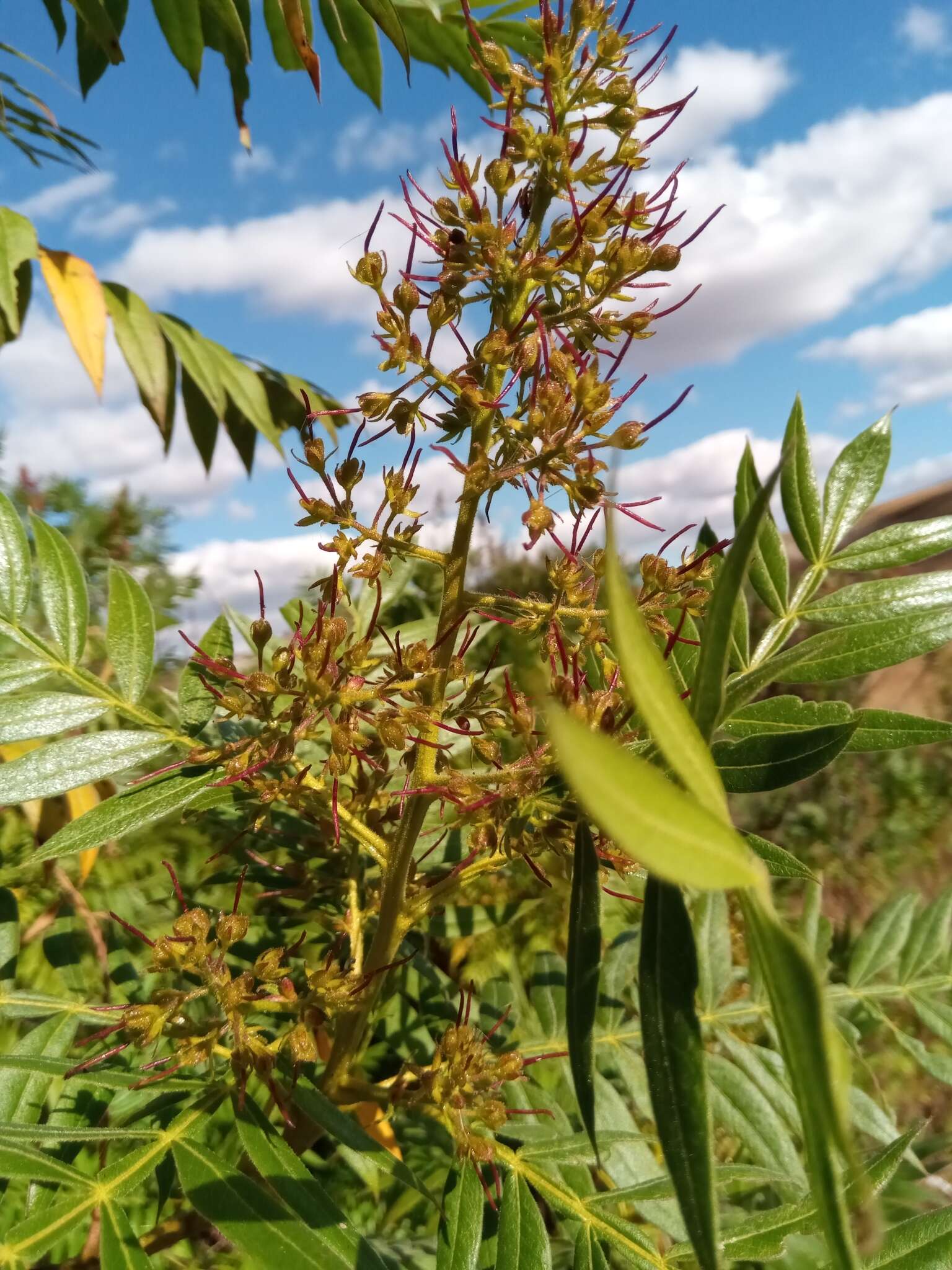 Sivun Dodonaea madagascariensis Radlk. kuva