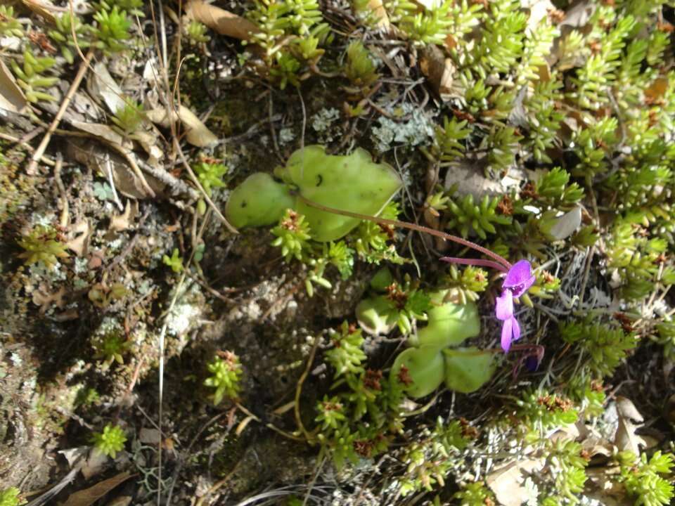 Imagem de Pinguicula macrophylla Kunth