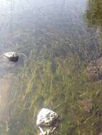 Image of Thread-leaved Water-crowfoot