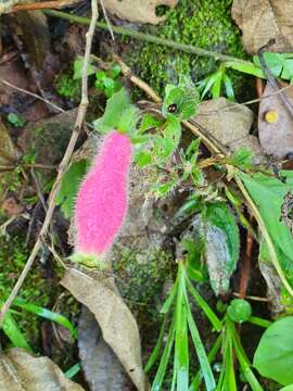 Image of Seemannia purpurascens Rusby