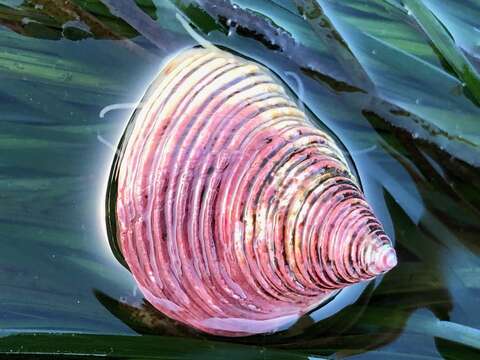 Image of Channeled Top Snail