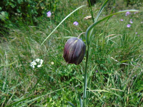 Image of Fritillaria mutabilis Kamari