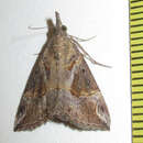 Image of Hypena varialis Walker 1866