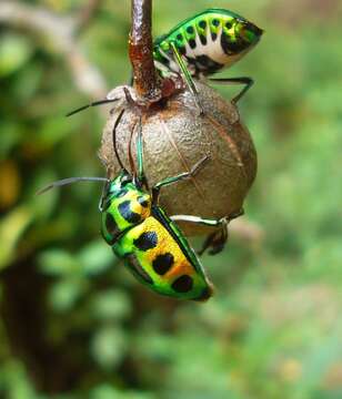 Image of <i>Chrysocoris stockerus</i>