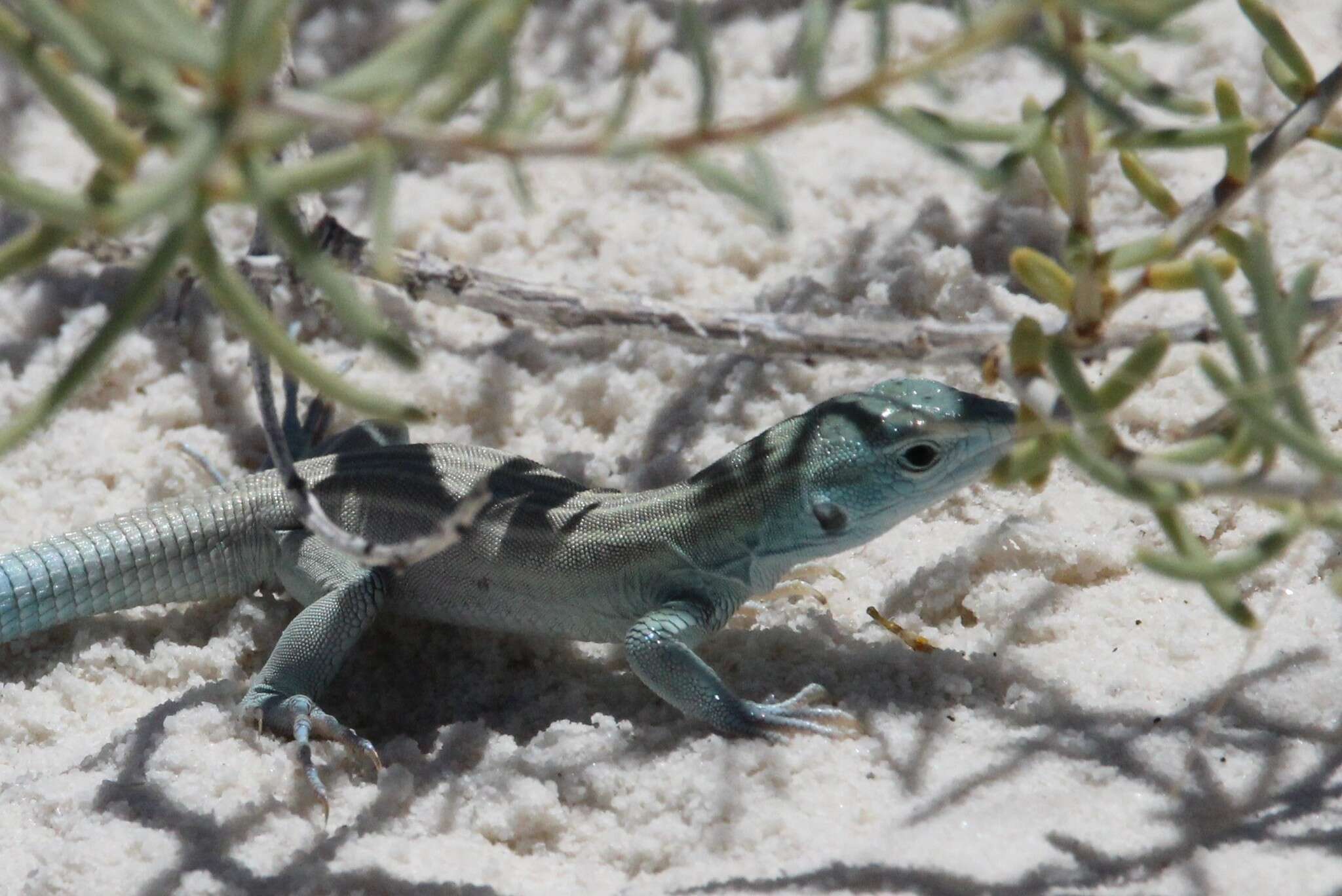 Image of Aspidoscelis inornatus gypsi (Wright & Lowe 1993)