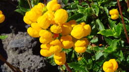 Image of Calceolaria cavanillesii Phil.